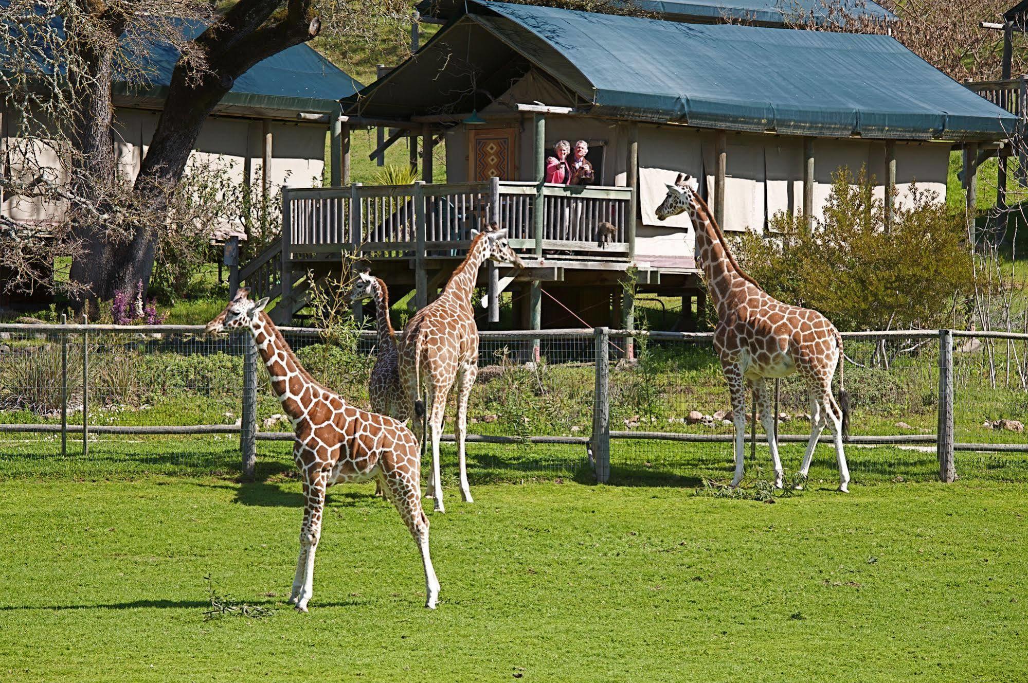 Safari West Hotel Mark West Springs Exterior photo